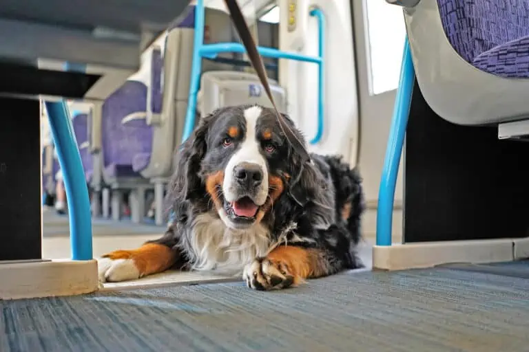 Berner Sennen dog on train floor