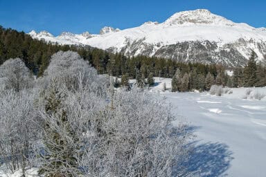 Trees with hoarfroast near Pontresina in the Upper Engadine.