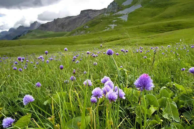 Purple chives in the Hahnenmoospass hiking area