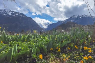 The Höhematte Park in Interlaken has unobstructed views of the Jungfrau.