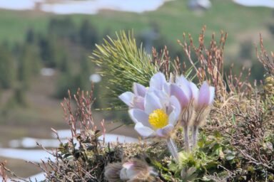 Anemone flower in May at Kleine Scheidegg.