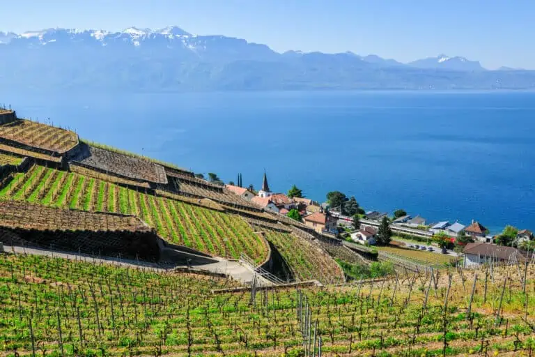 Lavaux vineyards along Lake Geneva in spring