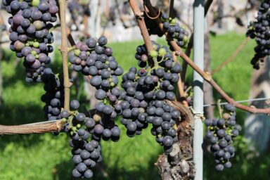 Wine tours and tasting