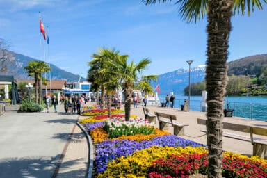 The harbor of Spiez in Lake Thun, adorned with flowers and palm trees.
