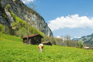 The Lauterbrunnen Valley in spring, with flower meadows and grazing cattle.
