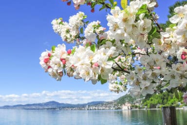 Blossoming tree in Villeneuve on Lake Geneva.